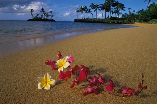 maui flowers beach