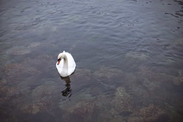 lucerne swan