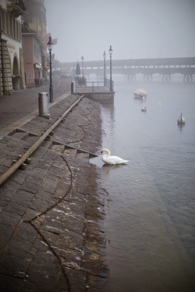 swans on lake lucerne