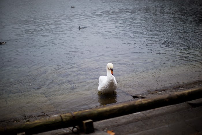 loner swan on Lake lucerne