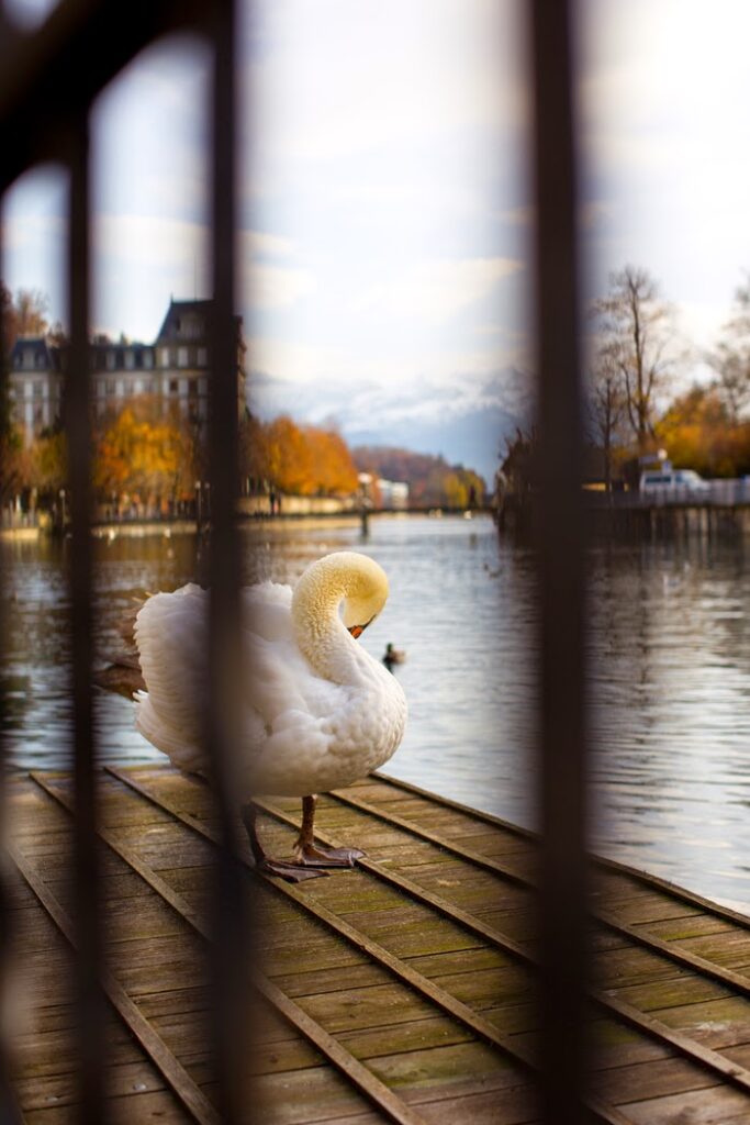 Swan on dock in Thun