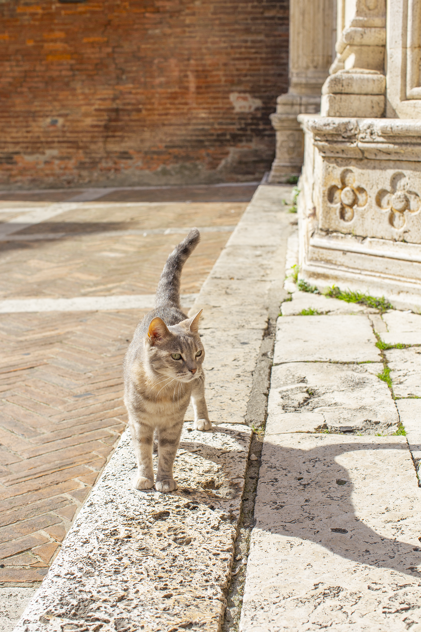 montepulciano kitty cat