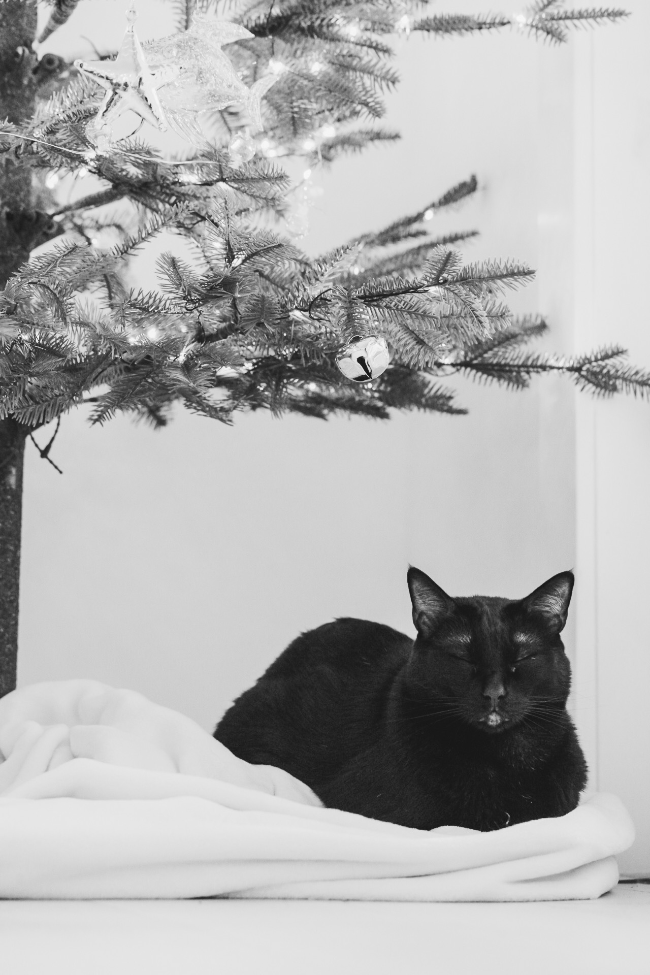 happy cat under the tree