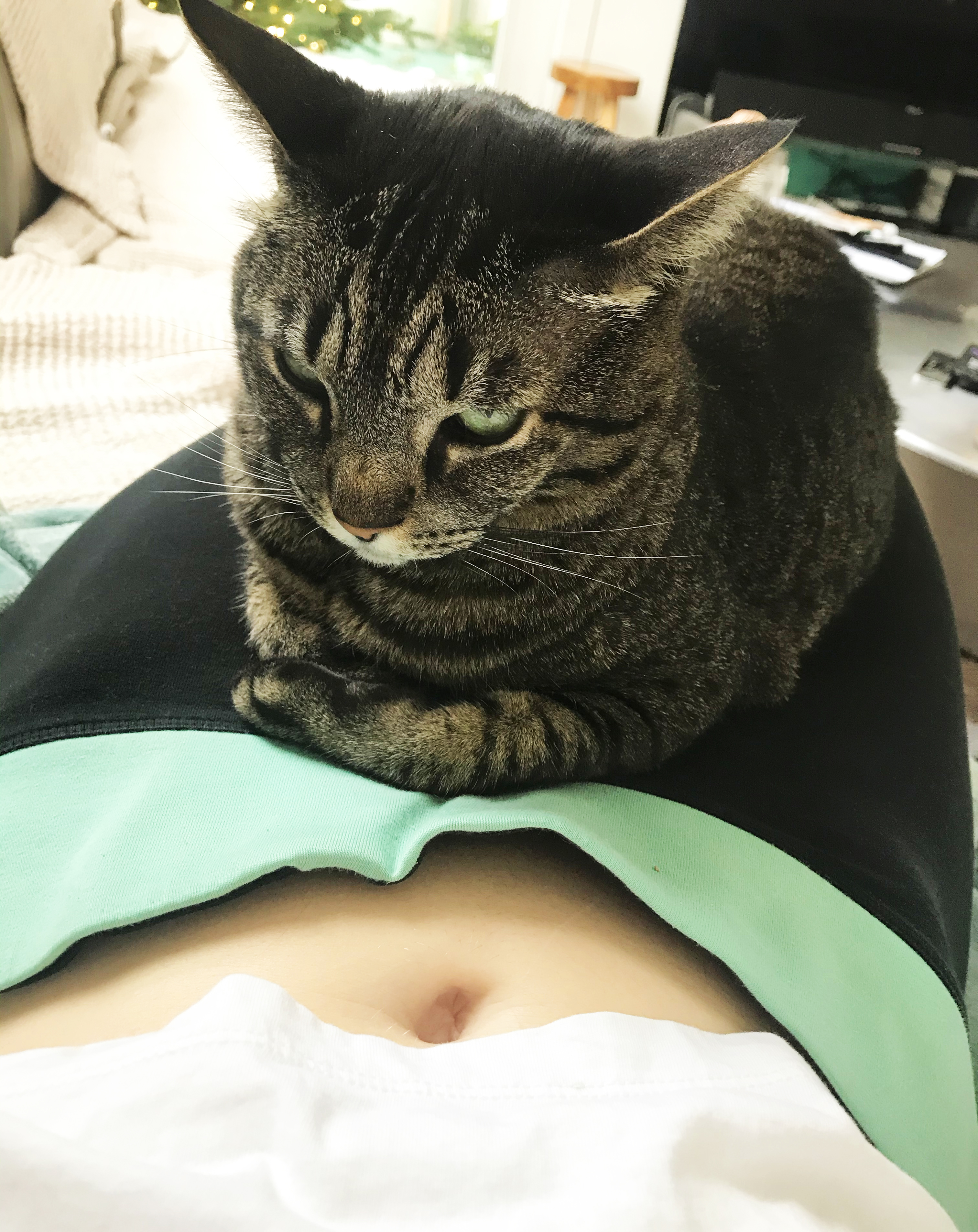 cats know when your pregnant