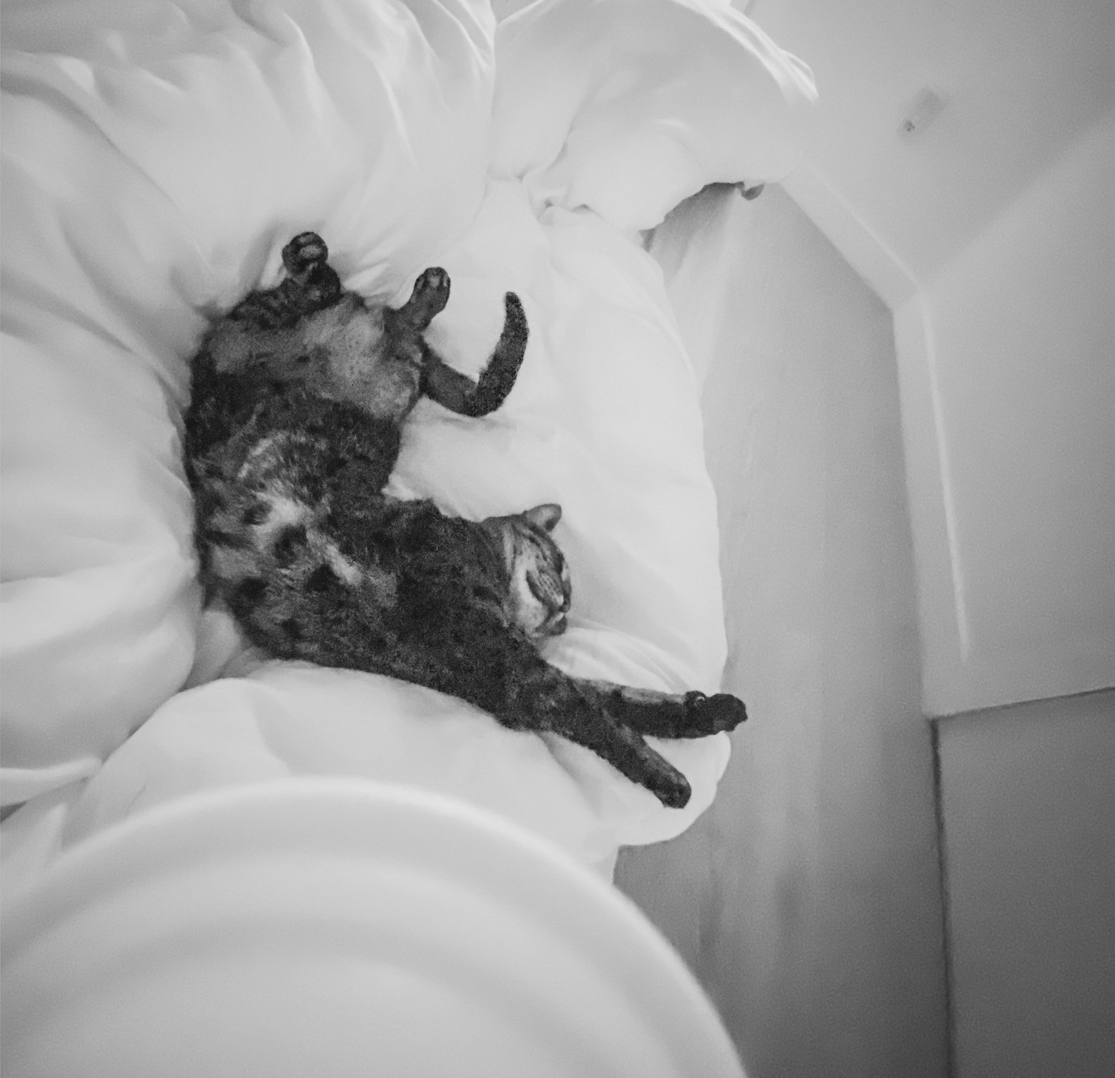 sochi cat in bed being cute