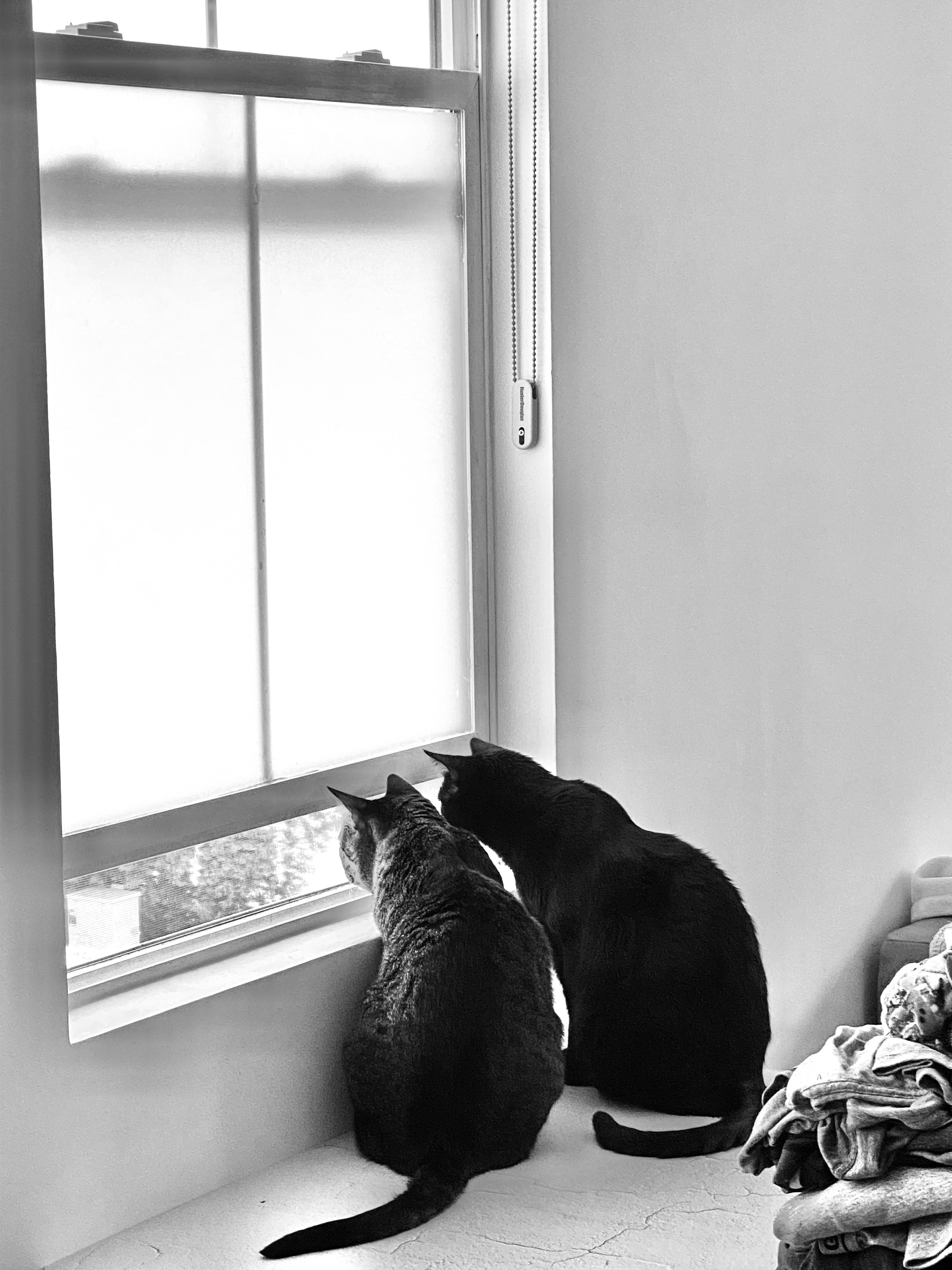 two cats looking out the window