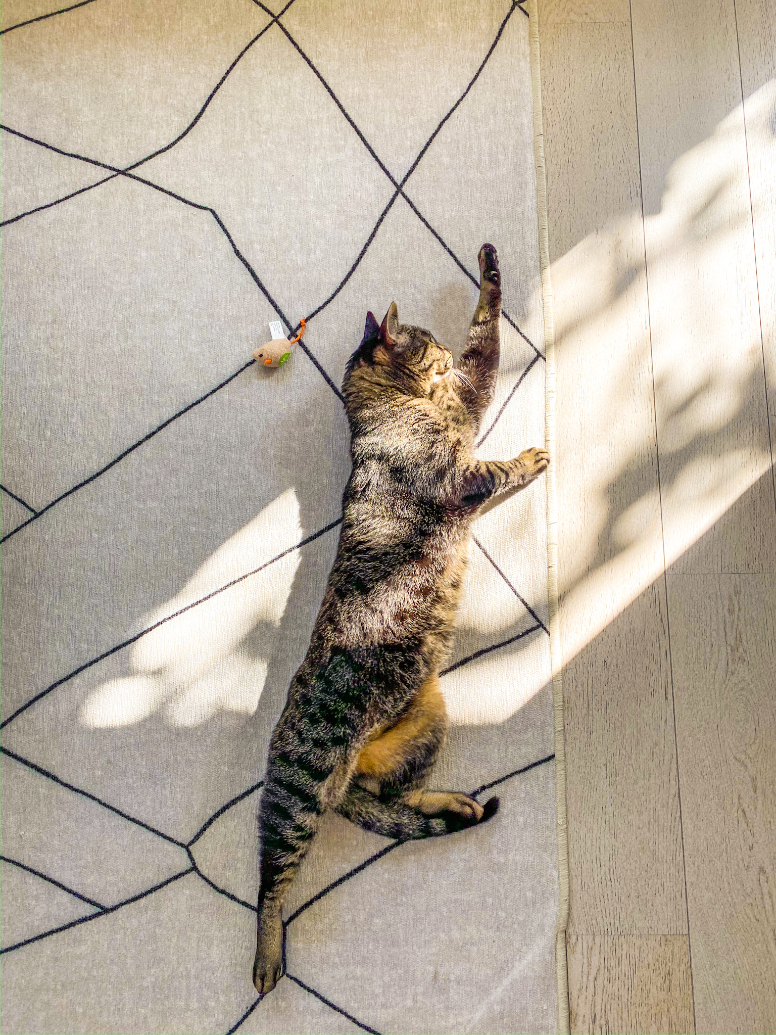 sochi cat stretching in a sunbeam