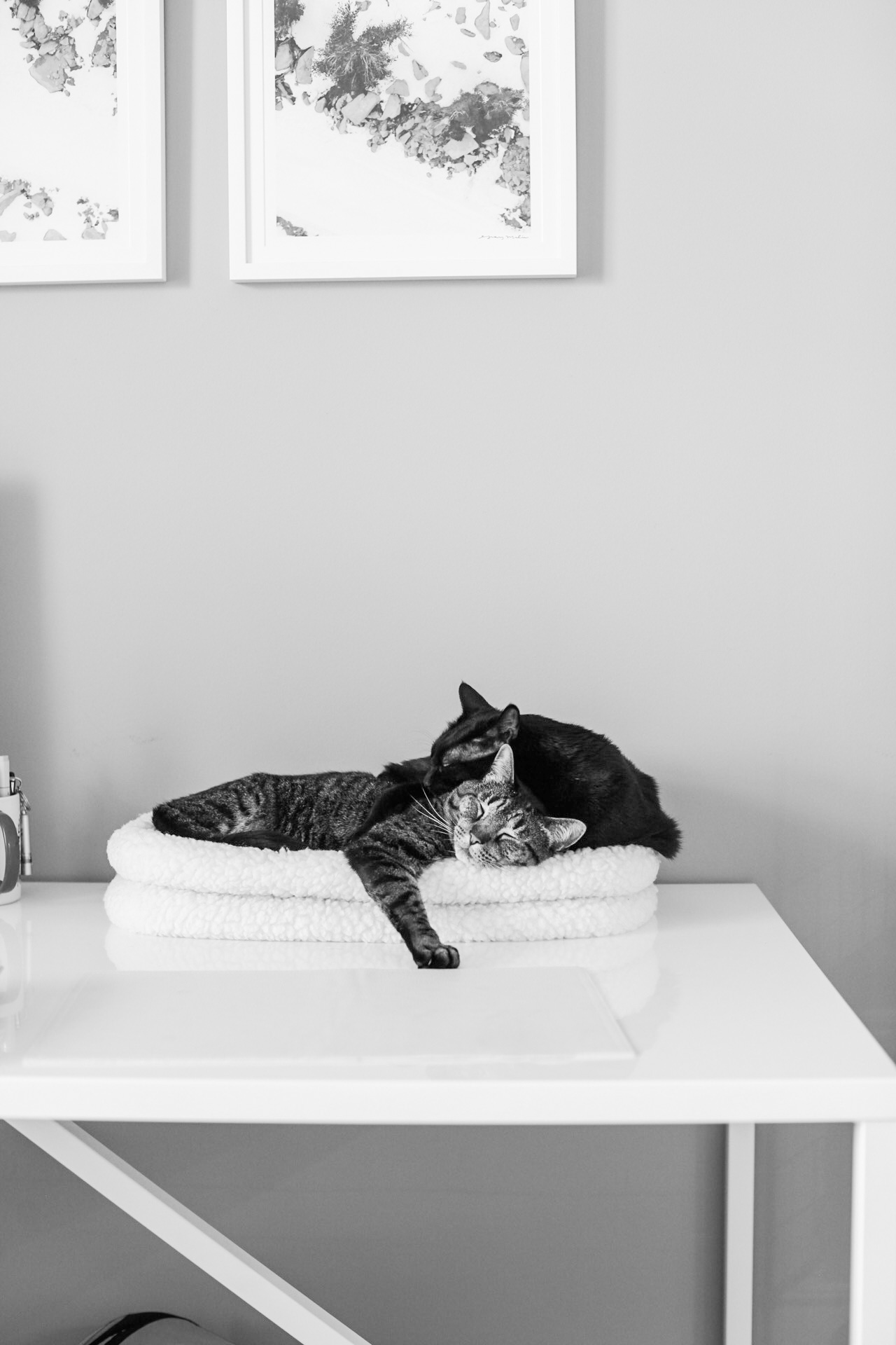 sochi and mr white cats on desk slleping