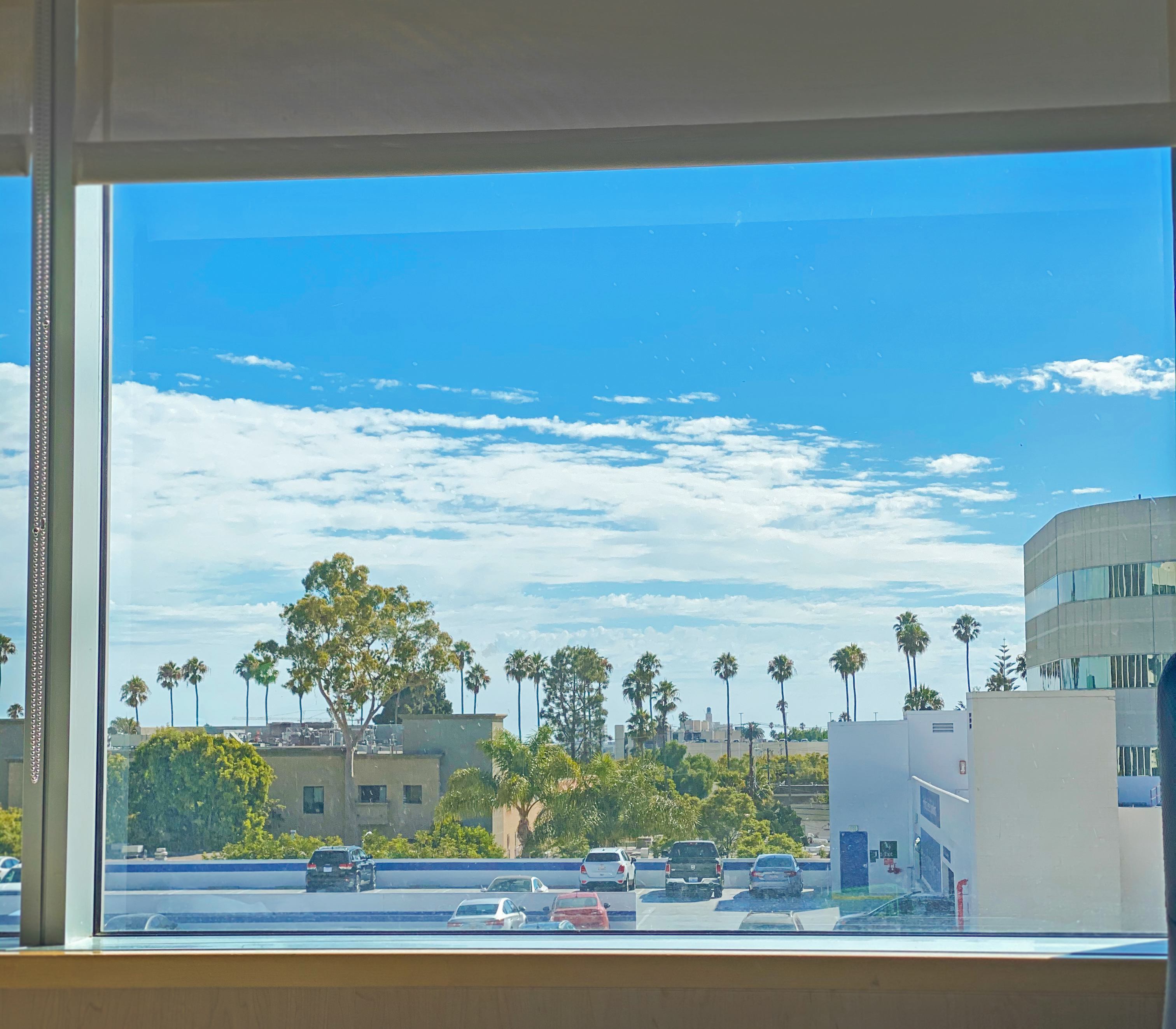 palm tree view santa monica