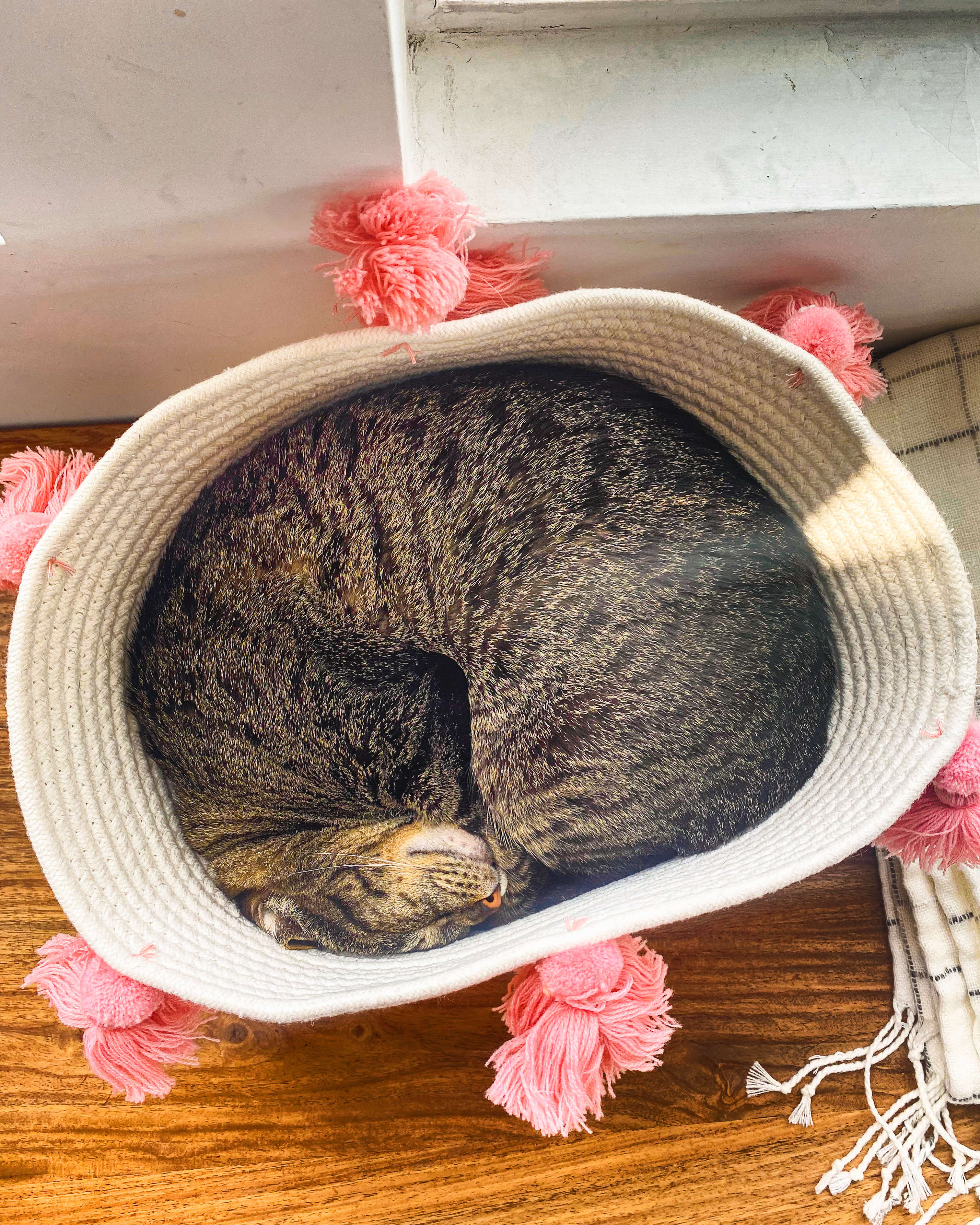 cat in basket sleeping