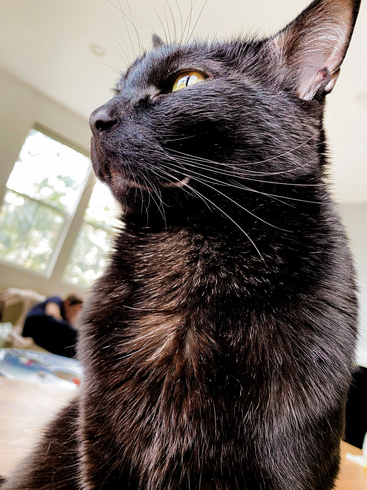 How I Found My Lost Cat Tips to Help