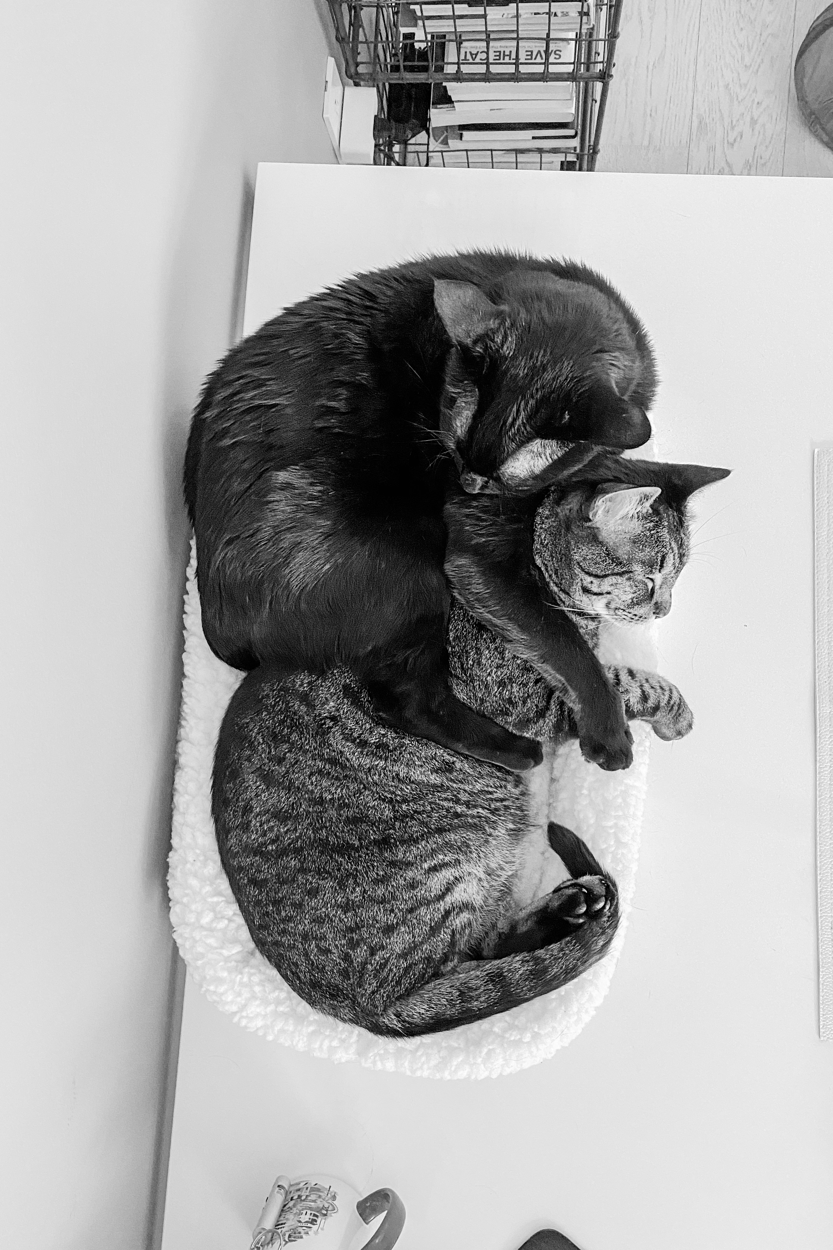 two cats sleeping hugging