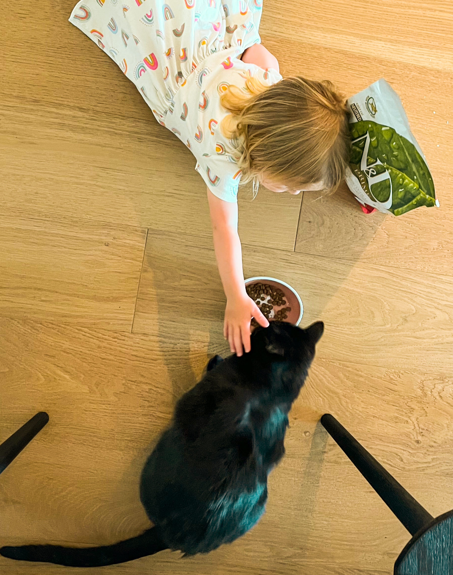 toddler petting kitty cat