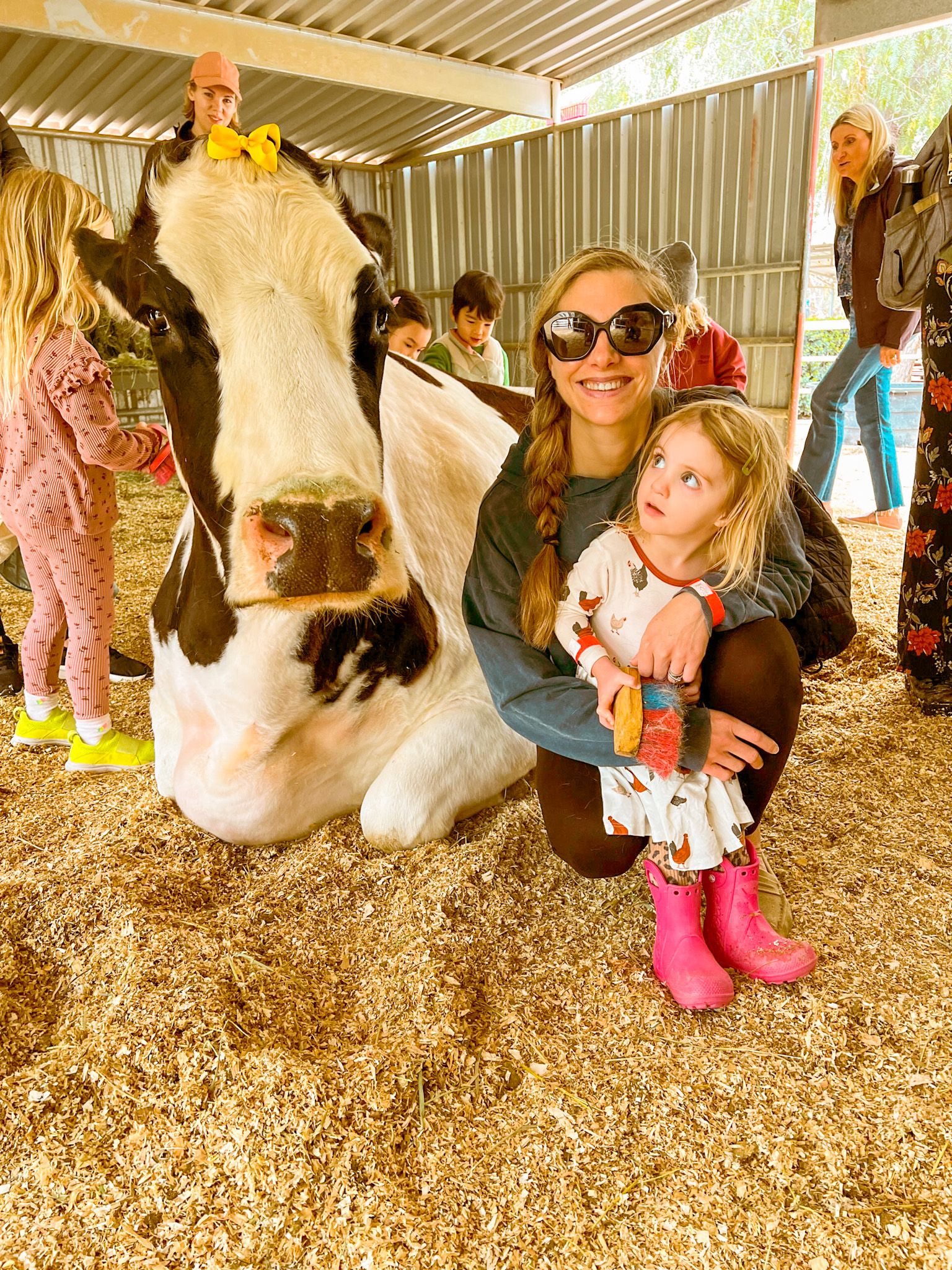 gentle barn cows california