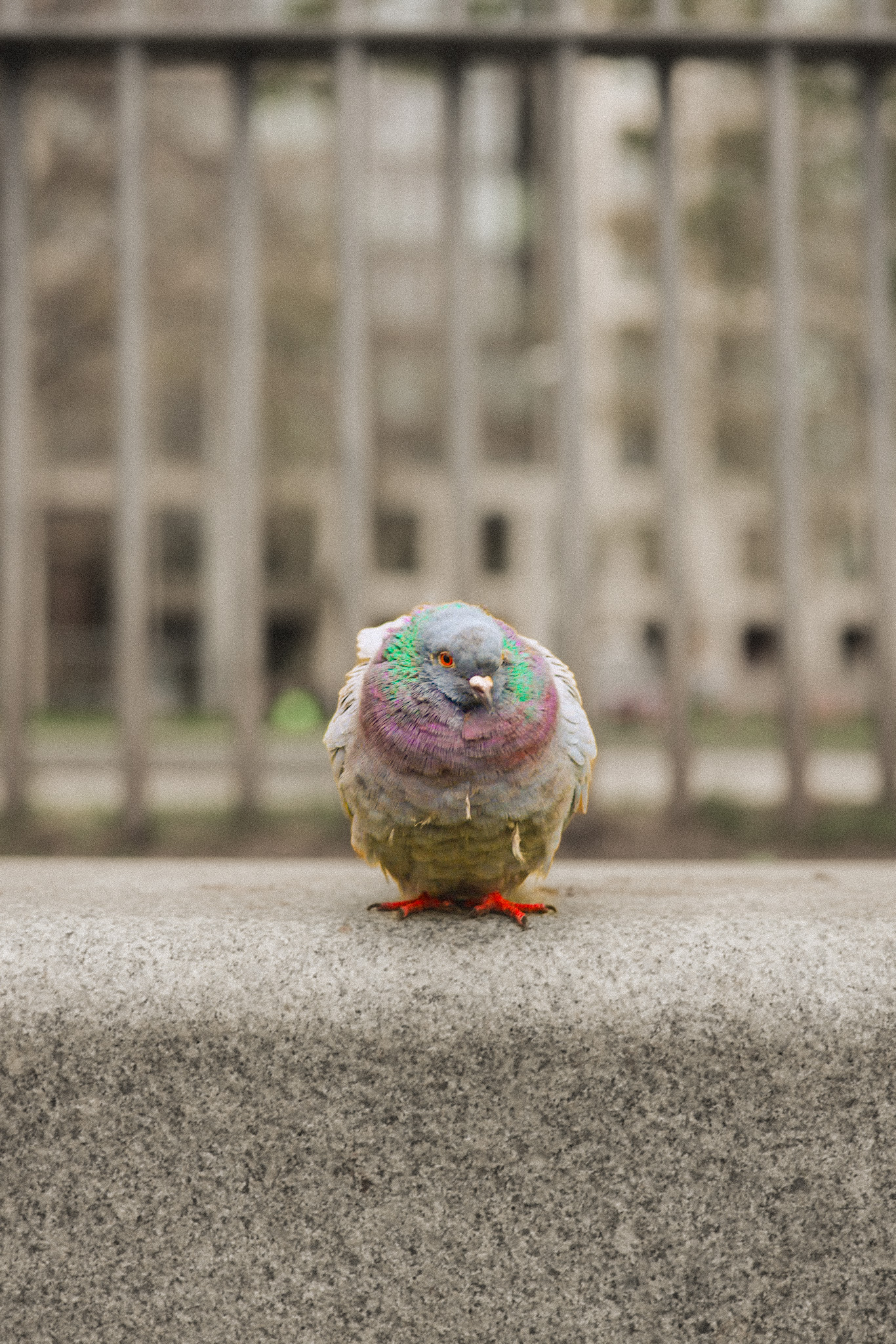 pigeon London pretty colors purple green