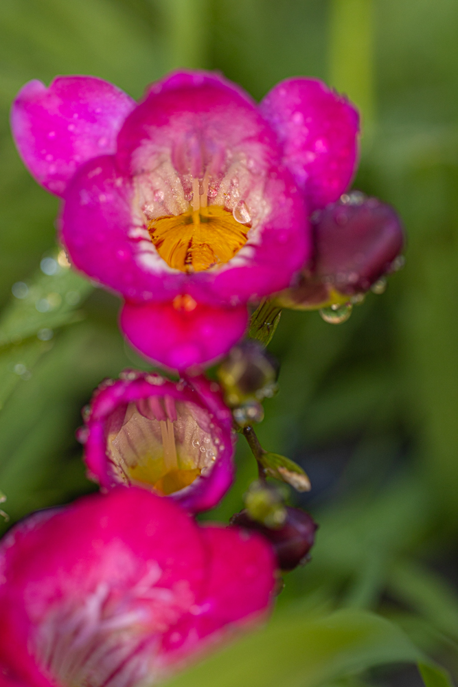Fiore lilla rosa