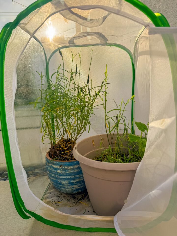 How to Raise Monarch Caterpillars (From Milkweed to Butterfly ...